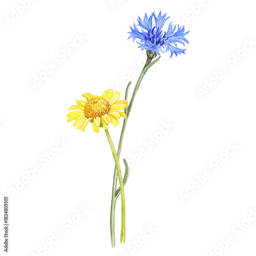 watercolor drawing flowers of blue cornflower and golden marguerite, yellow chamomile and bachelor's button isolated at white background, wild flowering plants, hand drawn illustration