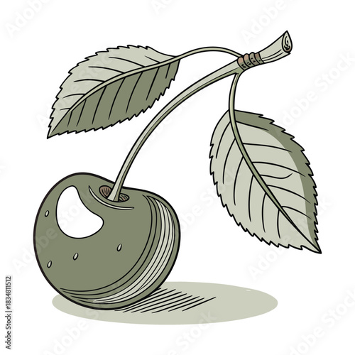 Illustration of a single green cherry with stem and two leaves isolated on white background