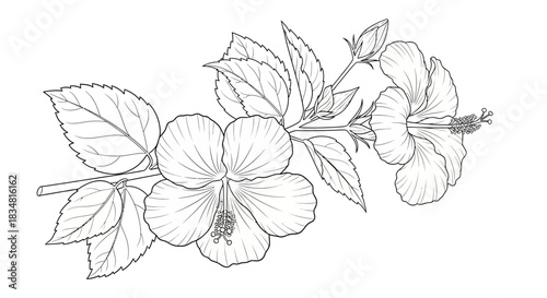 Intricate hibiscus floral sketch for coloring books and botanical illustrations perfect for prints