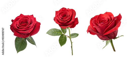 red rose 3d render realistic illustration, Red rose 3d flower isolated icon, png illustration on white background. Beautiful blossom gift birthday, holidays, anniversary celebration, elegant detailed