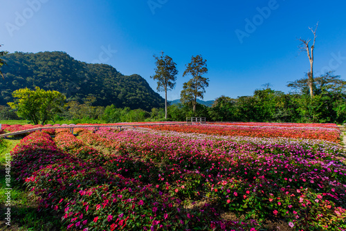 Wallpaper Mural Panoramic nature background of colorful flower fields with sunlight and clear sky during winter. Beautiful garden during the tourist season in Khao Yai, Thailand. Torontodigital.ca