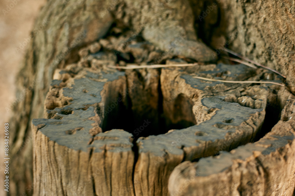 Fototapeta premium Hollow tree trunk close up in a forest with weathered wood texture