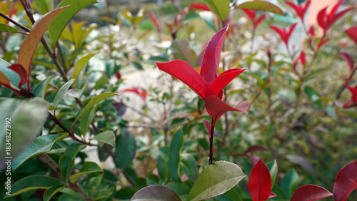 Photinia fraseri ‘Red Robin’ showcasing vivid red young foliage