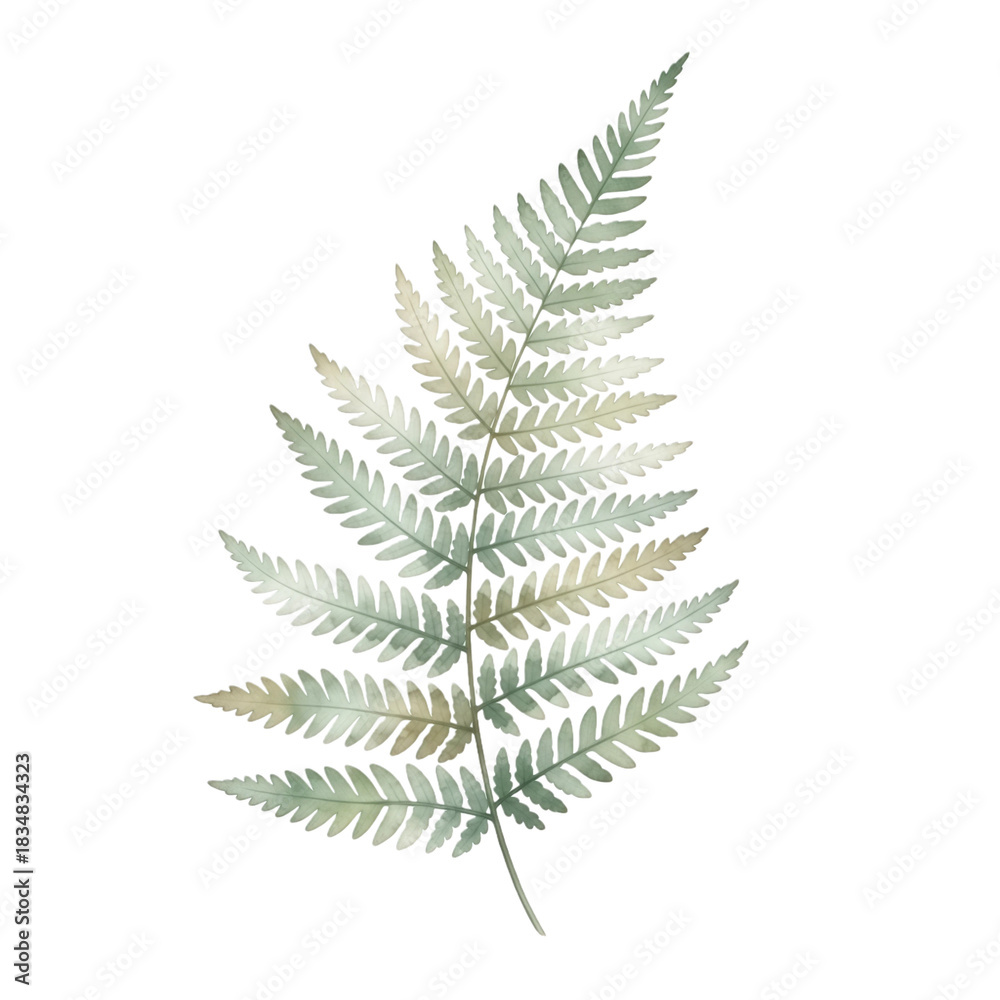Naklejka premium Elegant fern frond for botanical designs, fresh organic texture, nature-inspired projects, perfect for invitations, stationery and modern natural backgrounds