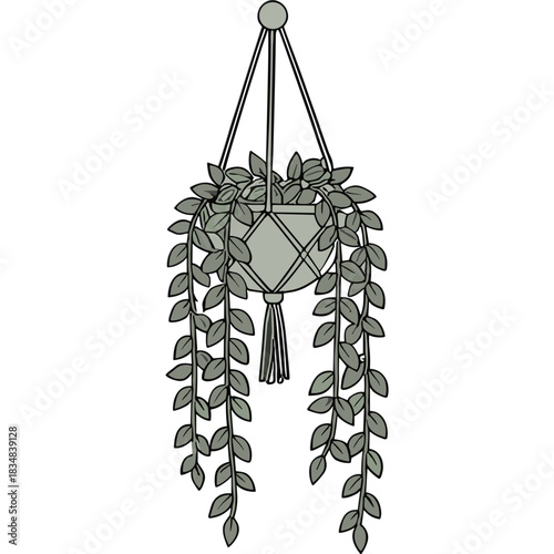Hanging Pothos Plant In A Macrame Hanger With Green Leaves And Tassel Detail On A Solid Background