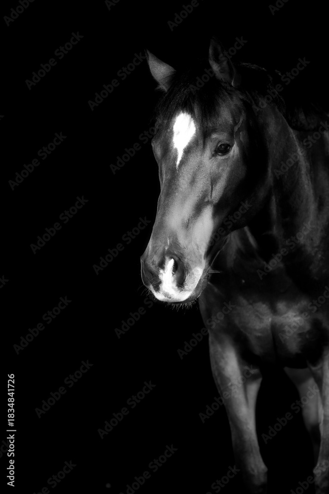 Fototapeta premium Horse, portraits, black, background, color, animal, studio, flash