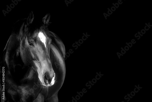 Horse, portraits, black, background, color, animal, studio, flash