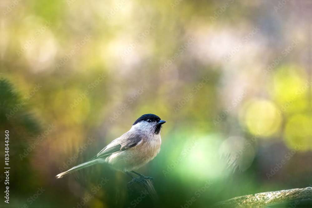 Obraz premium Marsh tit perched in a sunlit forest