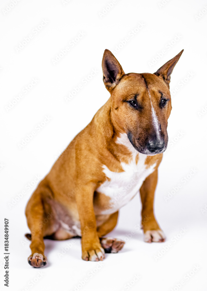 Obraz premium Red bull terrier on a white background.