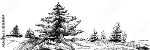 A detailed sketch of a tall pine tree surrounded by smaller evergreens on uneven, textured terrain.