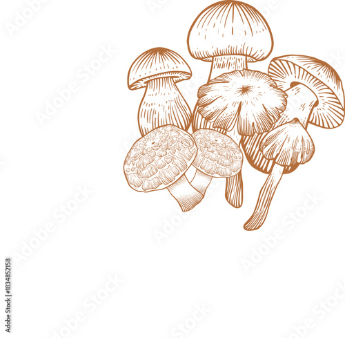 Vintage Engraved Mushrooms — Classical Line Art Illustration