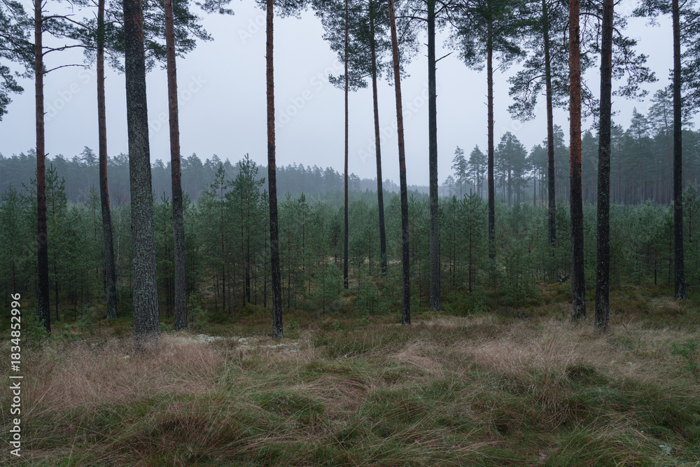 Fototapeta premium Young pine forest is growing