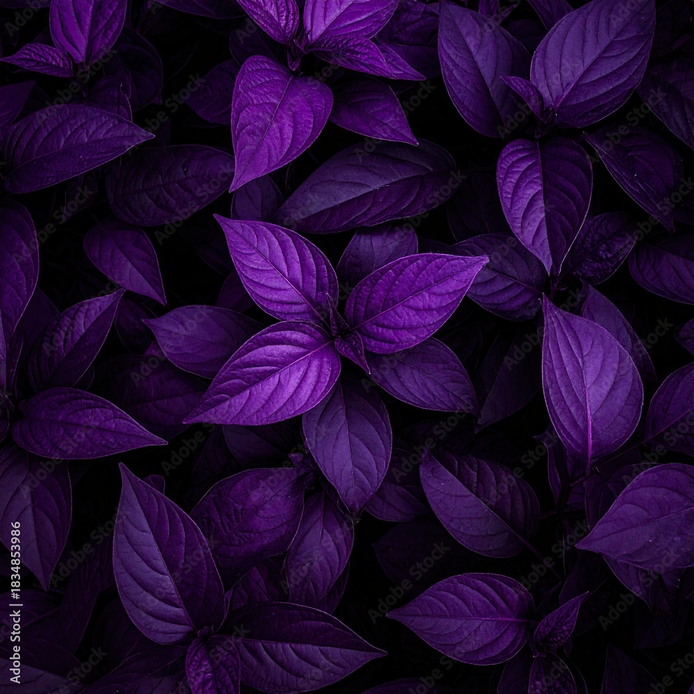 Fototapeta premium Deep purple leaves densely packed