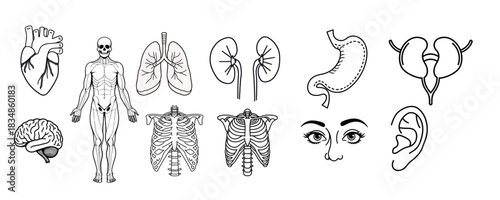 Set of Black and White Human Anatomy Icons. Collection of Body Organs and Skeleton Line Art for Education.