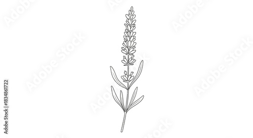Elegant lavender sprig outline illustrating floral beauty in minimalist design