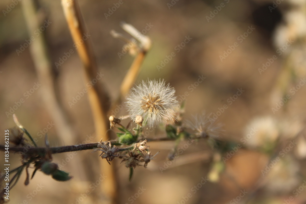 Obraz premium Erigeron bonariensis, Argentine fleabane or hairy horseweed