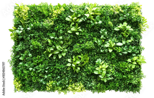 A lush green wall of assorted foliage featuring various shades of green leaves and small flowering plants. creating a natural backdrop ideal for interior design and landscaping projects
