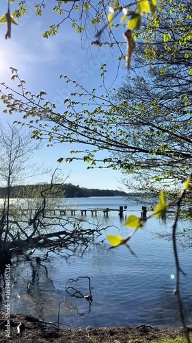 Wallpaper Mural sunny lakeside with blue sky and pier, tree branches swaying Torontodigital.ca