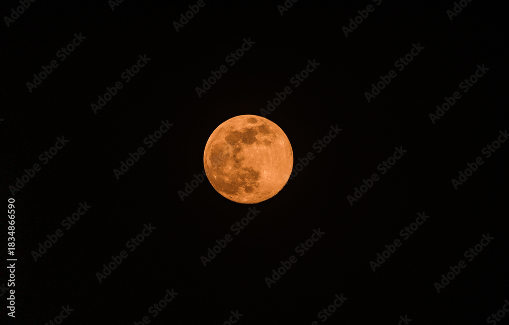 Fototapeta premium The final full moon of the year, the Cold Moon, is a supermoon visible through various designed vegetation, rising at Tehatta, West Bengal, India, on December 4, 2025, and lighting up the night sky. 