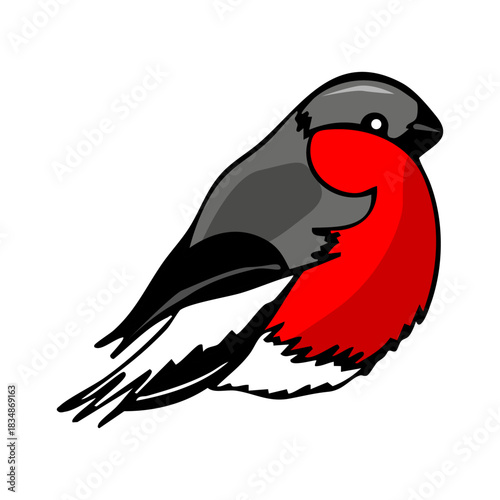 Vector color illustration of a hand-drawn bullfinch bird