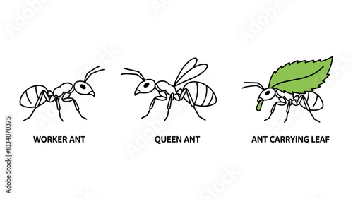 Worker ant, queen ant, and ant carrying a leaf illustration on white background