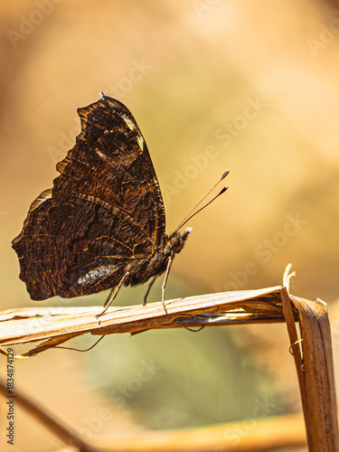 Der kleine Falter sitzt da wie ein geheimer Bote aus einer alten Welt. Seine dunklen, fast hölzern wirkenden Flügel tragen die Muster vergangener Sommer – verwitterte Geschichten, eingraviert in filig