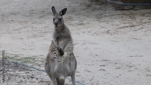 Eastern Grey Kangaroo scratching scent patch