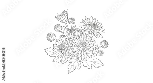 Elegant chrysanthemum flower outline drawing against a minimalist white backdrop perfect for