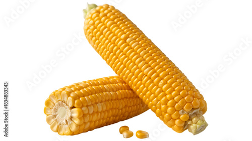 The corn with seeds isolated. Fresh corncob or Sweet corn ears image transparent background