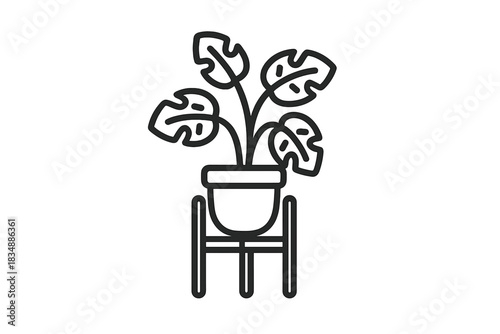 Potted tropical houseplant Monstera with large leaves sitting on a modern stand