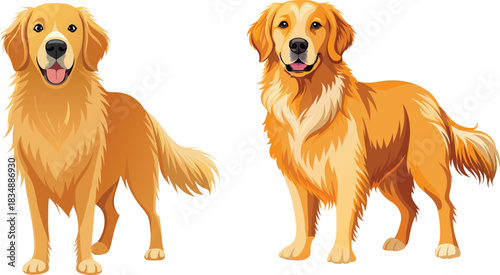 Two Happy Golden Retrievers Standing