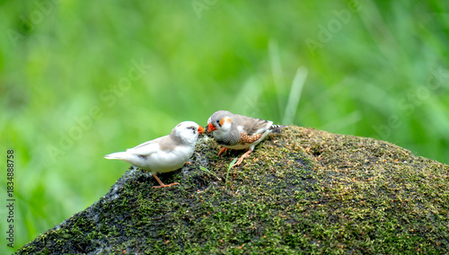 Zebra Finch couple perched in a trees