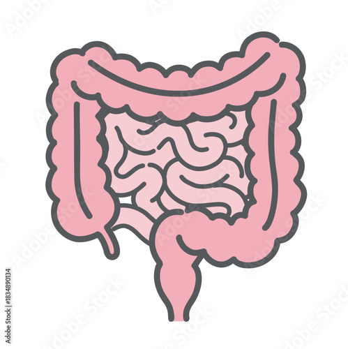 小腸と大腸（腸全体）のイラスト