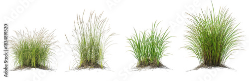 A collection of four distinct types of grass displayed in varying heights and textures. their lush green colors against a subtle white background. ideal for nature-themed projects or landscaping desig