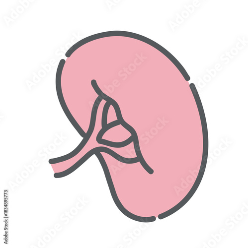 脾臓（ひぞう）のイラスト