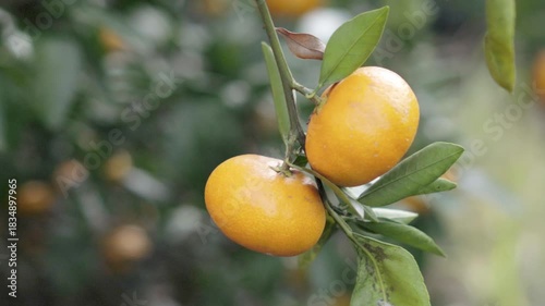 【4K】Two Ripe Mandarins on a Branch with Soft Bokeh Background