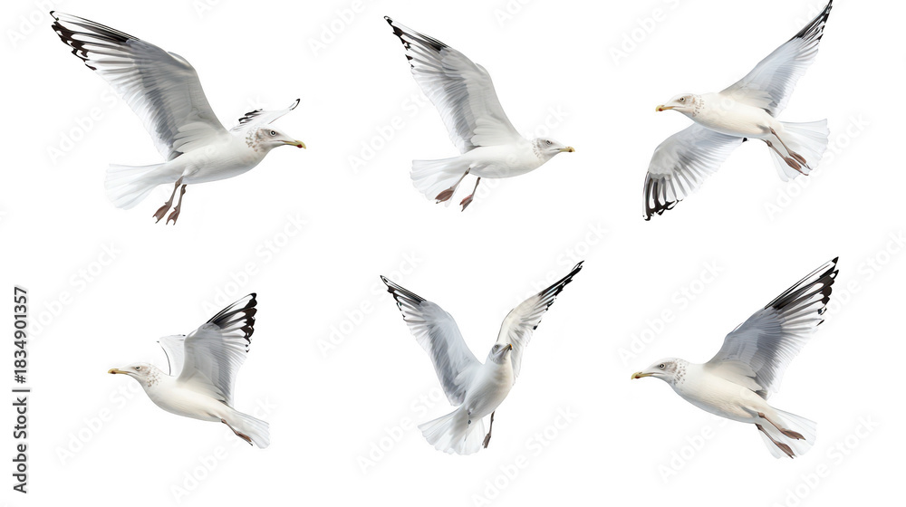 Fototapeta premium A collection of white seagulls in various flying poses against a clean white background. their graceful movements and natural beauty. ideal for wildlife and nature photography