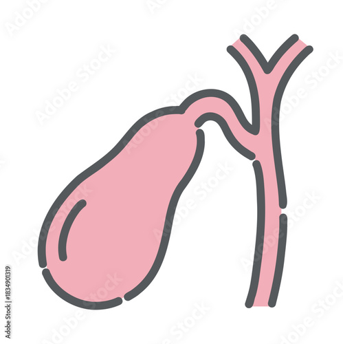 胆嚢（たんのう）のイラスト