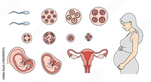 Human Embryonic Development Stages and Pregnancy Illustration.