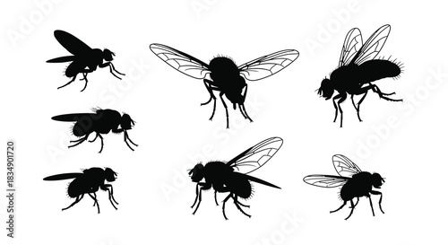 A collection of black silhouette illustrations depicting several common house flies