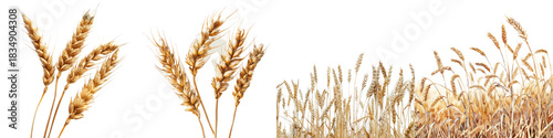 Close Up of Stalk of Wheat isolated on transparent, alpha background png cut out file