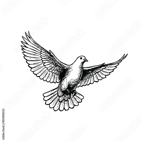 Hand drawn dove in flight with outstretched wings bird