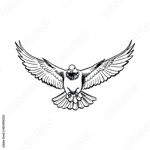 Dove in flight with outstretched wings pigeon bird