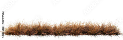 A patch of brown grass swaying gently in the breeze. set against a clear background. ideal for nature-themed projects. landscaping ideas. or outdoor settings