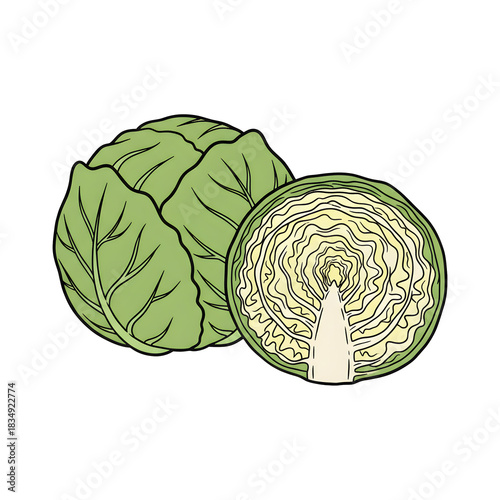 Cabbage and cut cabbage illustration on transparent backdrop