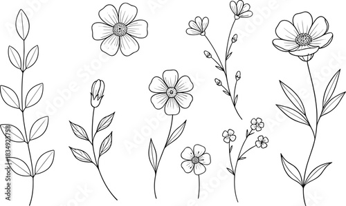 Hand drawn botanical flowers and leaves illustration set, delicate wildflower line art, minimalist floral design elements for crafting and decoration