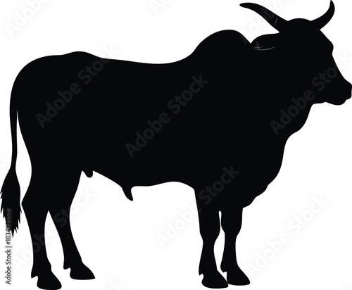 A striking silhouette of a large bull standing in a profile view clearly