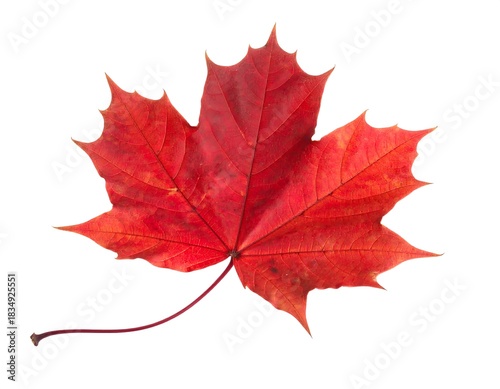 Close-up of a vibrant, crimson maple leaf against a clean white backdrop, capturing intricate veins and textures