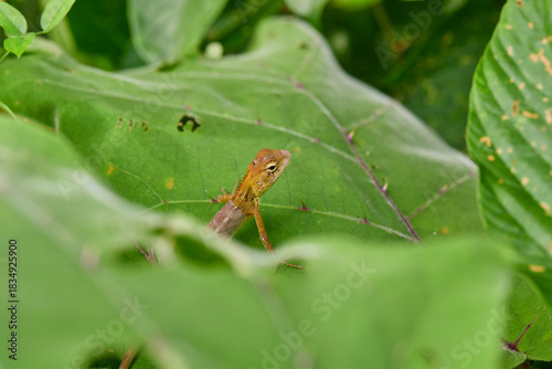 Close-up of lizard on lush green leaves