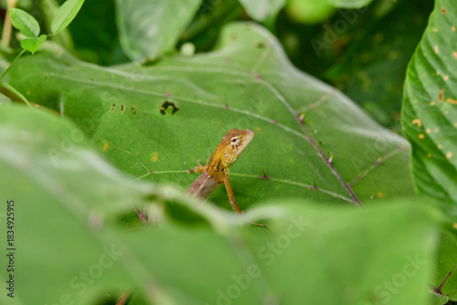 Close-up of lizard on lush green leaves